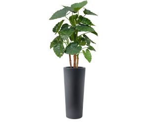 Kunstplant Alosia Plus (plantenbak H90 x B40)